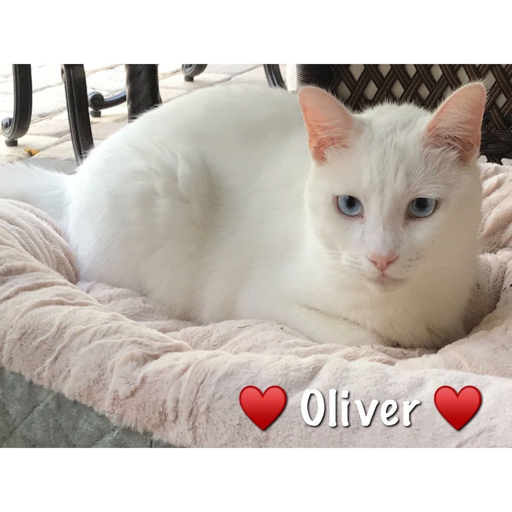 ♥️ My name is Oliver - Blue Eyes & Deaf - Picture 3 of 5